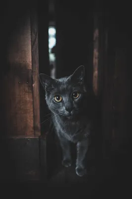 Kostenlose Hintergrundbilder Katzenaugen Schwarz, Schwarze Katze,  Perserkatze, Hund, Wurfmatte, Bilder Für Ihren Desktop Und Fotos картинки