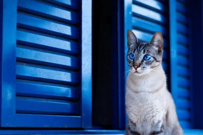 Kostenlose Hintergrundbilder Katzenaugen Schwarz, Schwarze Katze,  Perserkatze, Hund, Wurfmatte, Bilder Für Ihren Desktop Und Fotos картинки