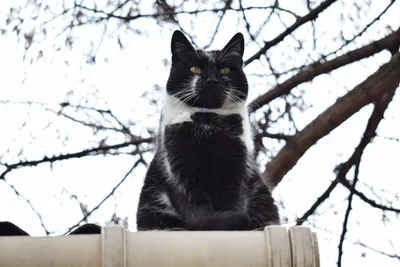 Les Fonds D'écran Yeux de Chat Noirs, Chat Noir, Chat Persan, Chien, Tapis  de Litière, Les Images et Les Photos Gratuits картинки