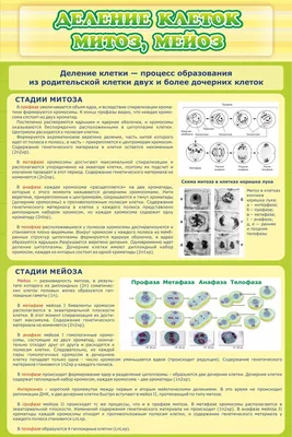 Митоз картинки