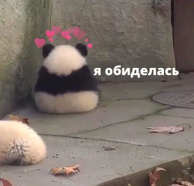 Pin by Ирина Матвеева on милости♡ | Cute love memes, Funny animal jokes,  Cute funny animals картинки