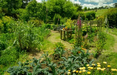 Обои Зелень, Природа, Лето, Растения, Nature, Summer, Огород картинки на  рабочий стол, раздел пейзажи - скачать картинки