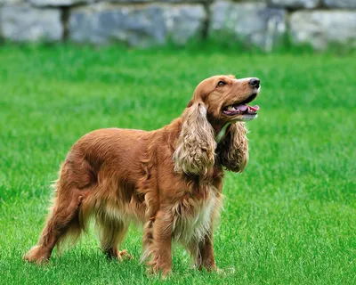 Английский кокер спаниель (English Cocker Spaniel) - это умная, нежная,  ласковая и спокойная порода собак. Фото, описание, отзывы. картинки