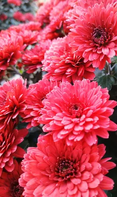 осенние цветы хризантемы | Chrysanthemum, Flowers, Plants картинки