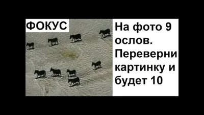 Лютые приколы. САМЫЙ Лютый фокус. Переверни картинку и будет 10 ослов -  Mover.uz картинки