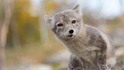 Обои Песец, Северно ледовитый океан, животное, Arctic fox, Northern  Hemisphere, animal, Животные #3858 картинки