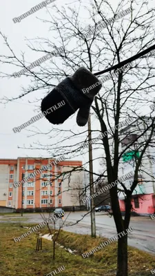 Последний день января в Брянской области будет малоснежным и теплым •  Новозыбков.SU картинки