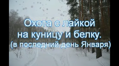 Охота с лайкой на куницу и белку. (в последний день Января) Релка Фея.  31.01.2017 г. - YouTube картинки