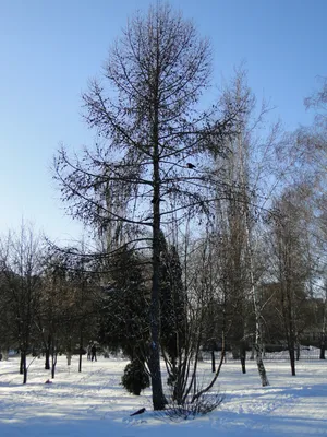 Январь — Википедия картинки