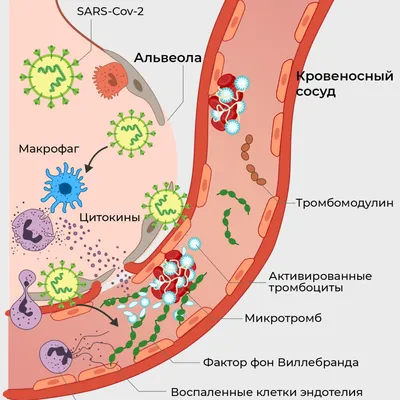 Риск тромбозов от коронавируса выше, чем после вакцинации, заявили ученые -  РИА Новости, 27.08.2021 картинки