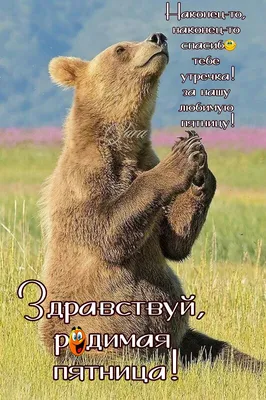 Наконец-то! | Good morning, Animals, Brown bear картинки