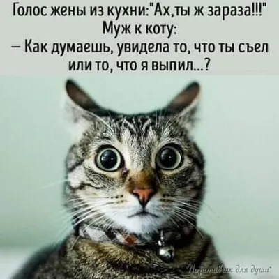 Прикольные картинки анекдоты и всякое такое. - Страница 245 - Общалка - (10  лет) NovFishing: Форум рыбаков и охотников картинки