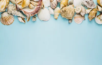 Обои лето, фон, ракушки, summer, beach, marine, composition, seashells  картинки на рабочий стол, раздел разное - скачать картинки