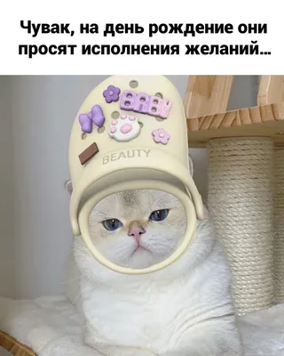 Смешные котики | Пикабу картинки