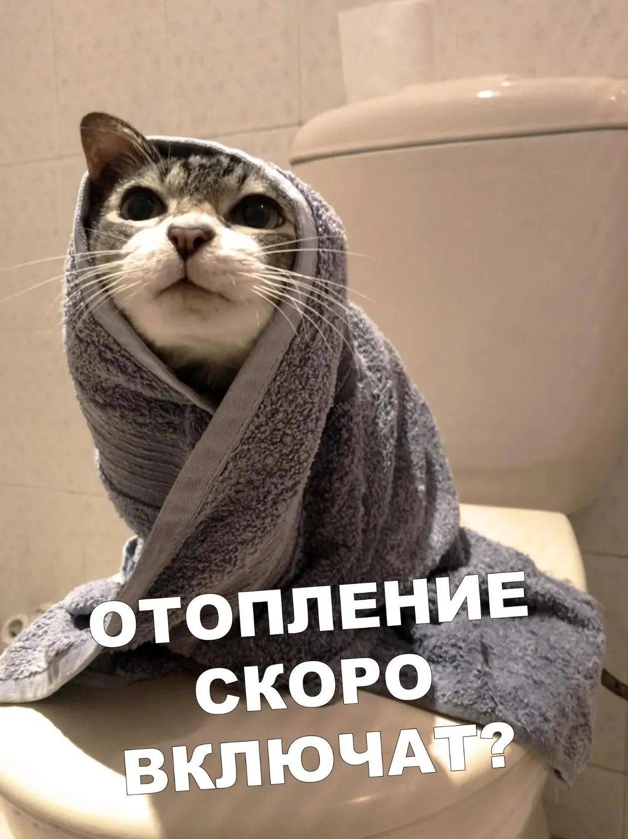 Полотенце мем. Смешные полотенца. Кот в полотенце. Полотенце прикол. Смешные животные в полотенце.