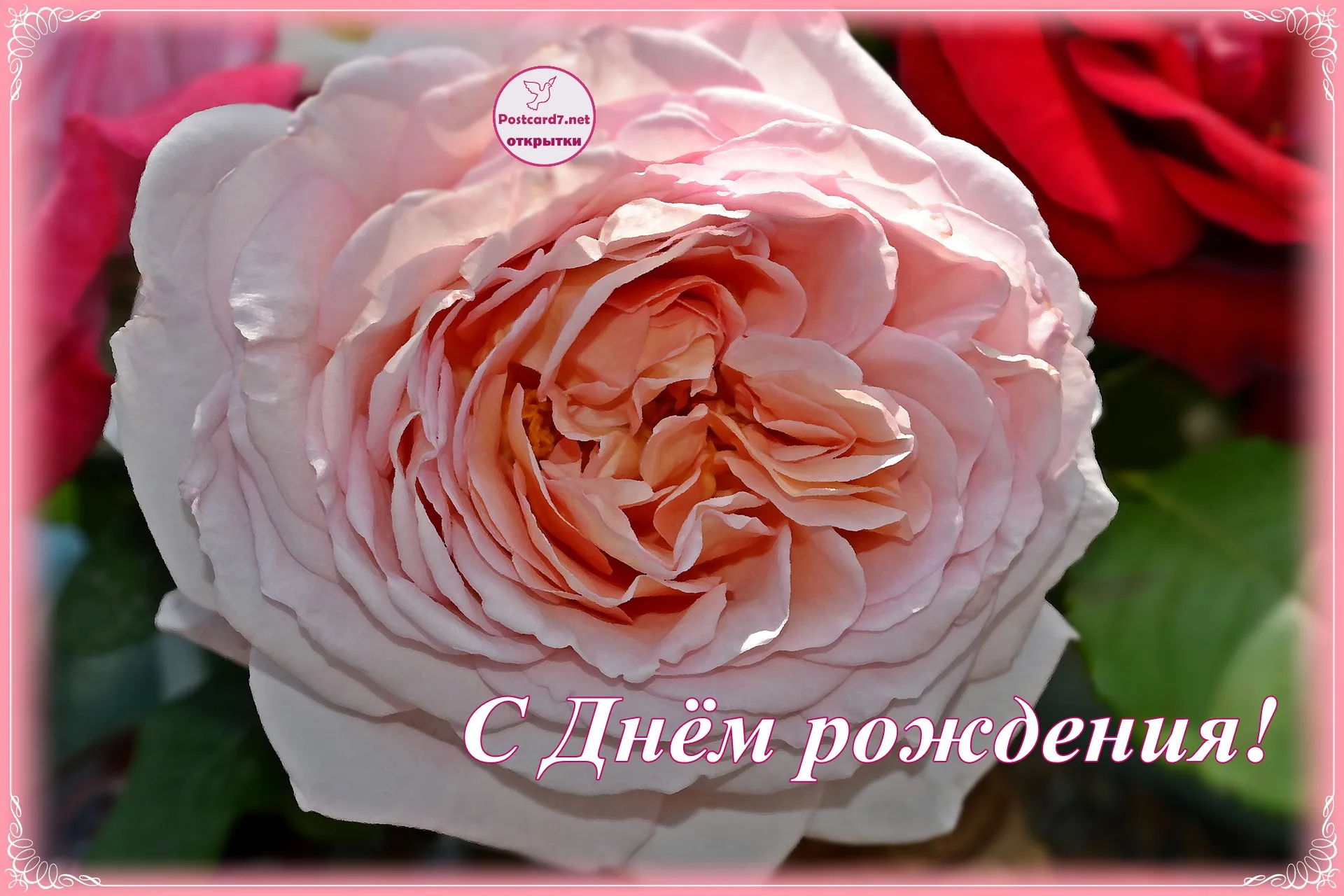 Открытка с днем рождения роза