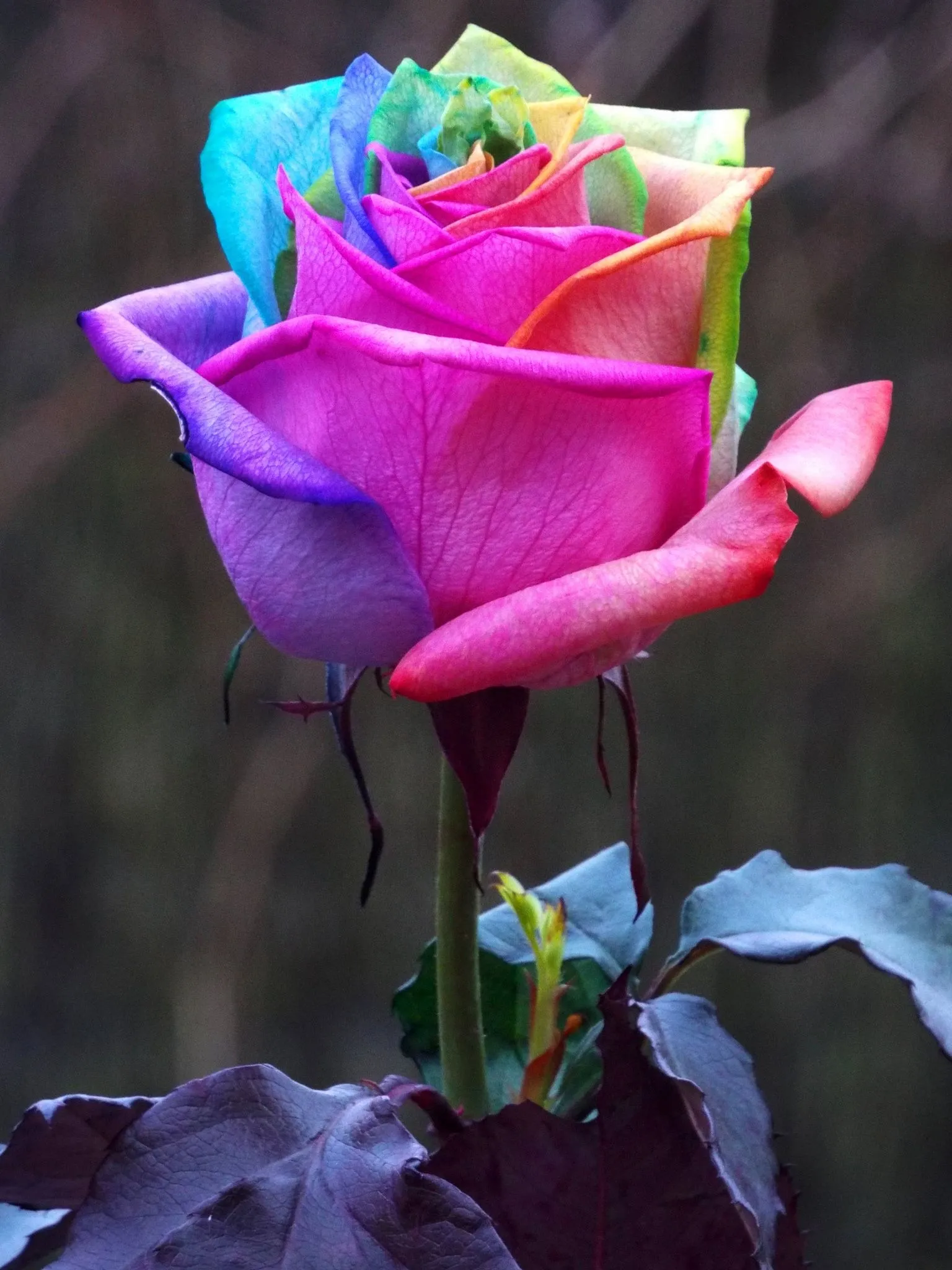 розы фото красивые необычные картинки