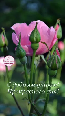 роза, с добрым утром, открытка | Доброе утро, Открытки, Зимние картинки картинки