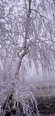 Полтавская | С началом новой рабочей недели на Кубани похолодает -  БезФормата картинки