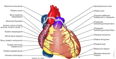 Сердце : нормальная анатомия | e-Anatomy картинки