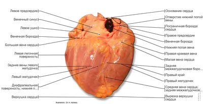 Сердце : нормальная анатомия | e-Anatomy картинки