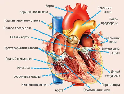 Анатомия сердца человека. Просто и доступно картинки