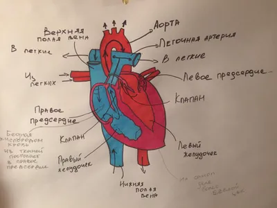 сердце.рисунок. | Анатомия, Медицина, Биология картинки