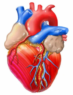 Картинки человеческого сердца - 71 фото картинки