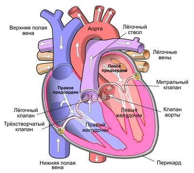 Сердце человека — Википедия картинки