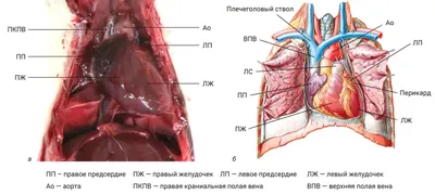 Сравнительная анатомия сердца человека и экспериментальных животных |  Лабораторные животные для научных исследований картинки