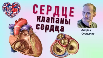 Плейлист Сердце. Строение сердца из 3 видео смотреть онлайн бесплатно на  RUTUBE картинки