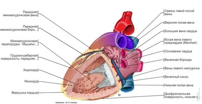 Сердце : нормальная анатомия | e-Anatomy картинки