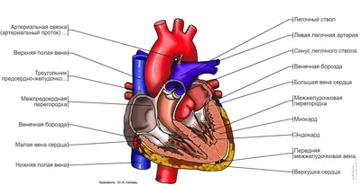 Сердце : нормальная анатомия | e-Anatomy картинки