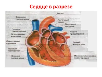 Рисунок сердца в разрезе - 66 фото картинки