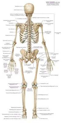 Скелет сзади с названиями костей | Анатомия и физиология, Человеческий  скелет, Медицинские училища картинки