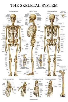 Картинки | Skeleton anatomy, Human skeleton anatomy, Skeletal system anatomy картинки