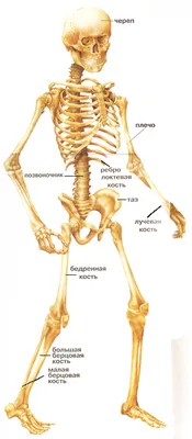 Что такое скелет человека? картинки
