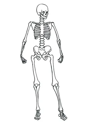 Скелет человека раскраска - 73 фото картинки