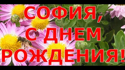 София, с днем рождения - YouTube картинки