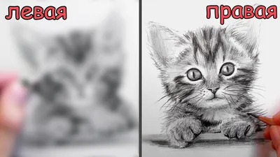 Как нарисовать кота карандашом. - YouTube картинки