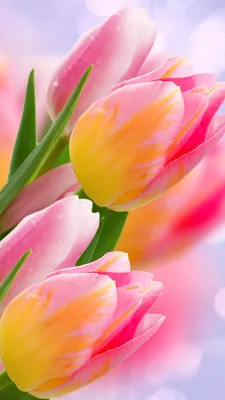 Обои цветы, тюльпаны, flowers, tulips, 4k, Природа #17827 картинки