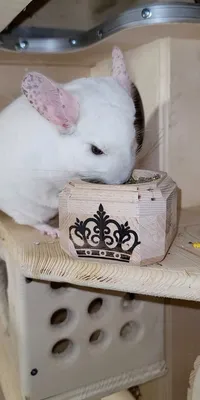 Король Шиншилл Филлип кушает из своей королевской миски | Chinchilla cute,  Chinchilla, Wooden bowls картинки