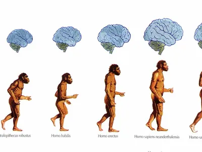 Эволюция мозга человека - Индикатор картинки