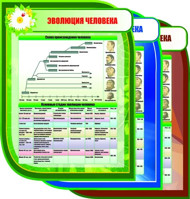 Стенд для школы ЭВОЛЮЦИЯ ЧЕЛОВЕКА, 0,75*1м картинки