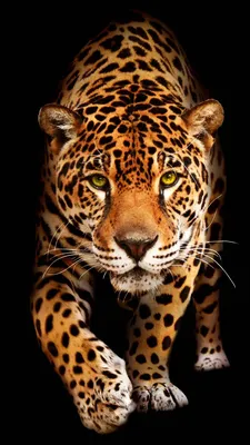 Обои ягуар от georgekev - 68 - Бесплатно на ZEDGE ™ | Jaguar animal, Jaguar  wallpaper, Wild animal wallpaper картинки