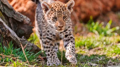 Обои ягуар, дикая природа, милый, животное, Jaguar, wild nature, cute,  animal, Животные #911 картинки