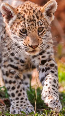 Обои ягуар, дикая природа, милый, животное, Jaguar, wild nature, cute,  animal, Животные #911 картинки