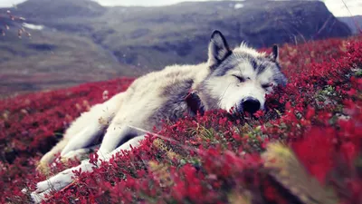 Обои Wolf And Flowers для телефона и на рабочий стол Desktop 1920x1080 Full  HD картинки