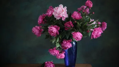 Risultati immagini per hd обои на рабочий стол пионы | Pink peonies  wallpaper, Pink peonies, Purple peonies картинки