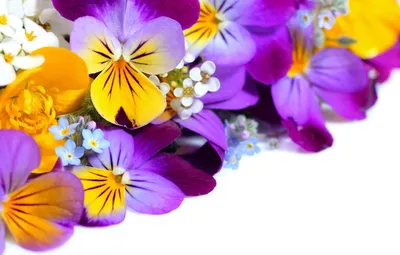 Обои цветы, анютины глазки, yellow, garden, violet, white background, Viola  картинки на рабочий стол, раздел цветы - скачать картинки